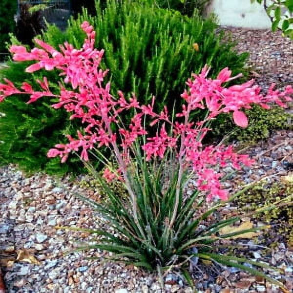 25 RED YUCCA SEEDS (Hesperaloe parviflora) Hummingbird & Butterfly