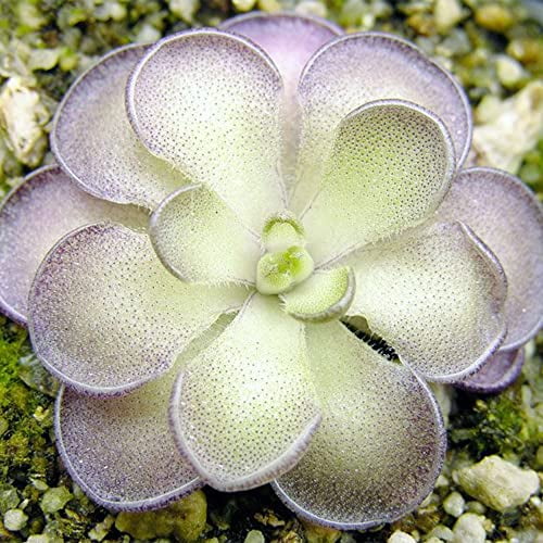 25 Rare Butterwort Plant Seeds Pinguicula, Mexican Butterwort