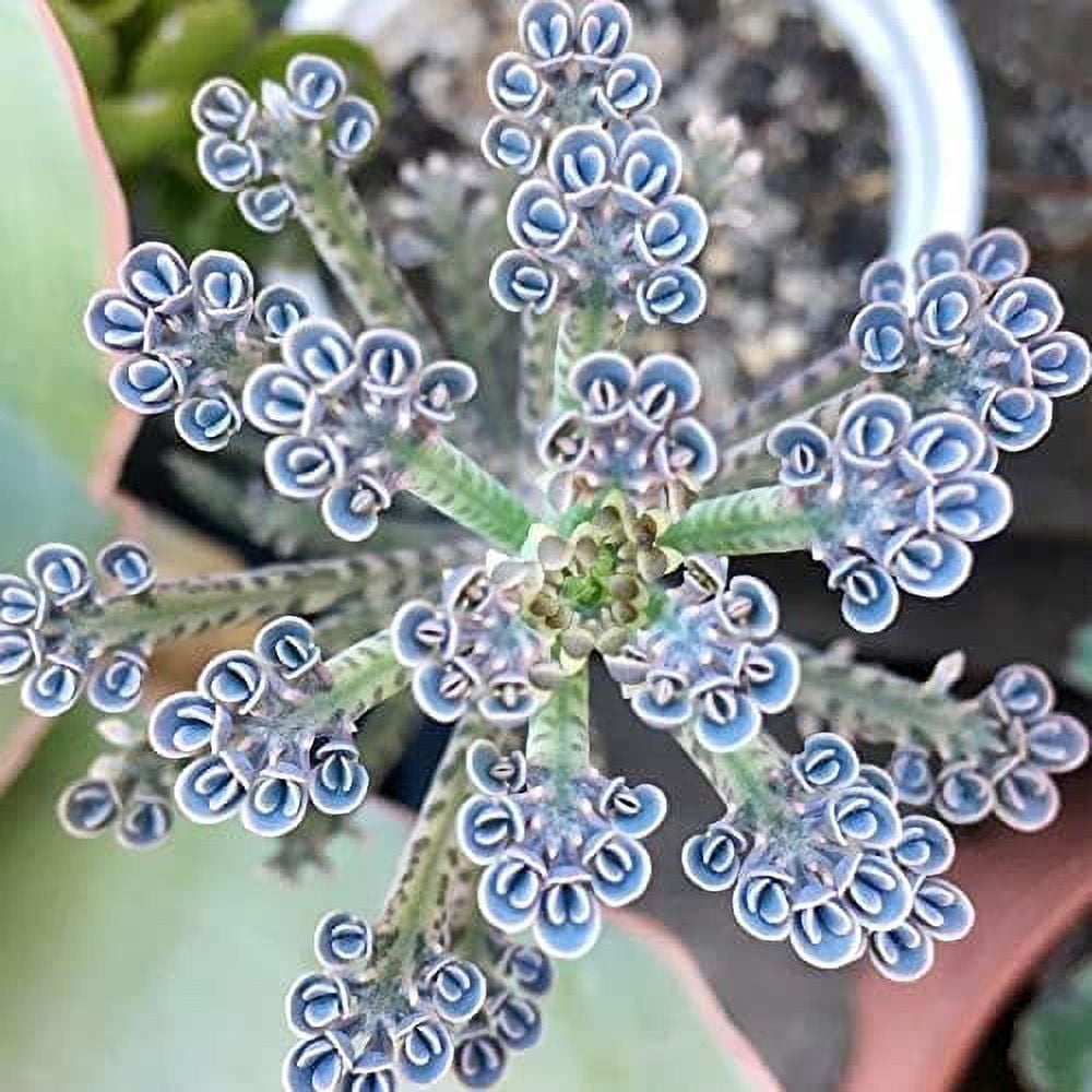 Mother of Thousands - Kalanchoe diagremontiana