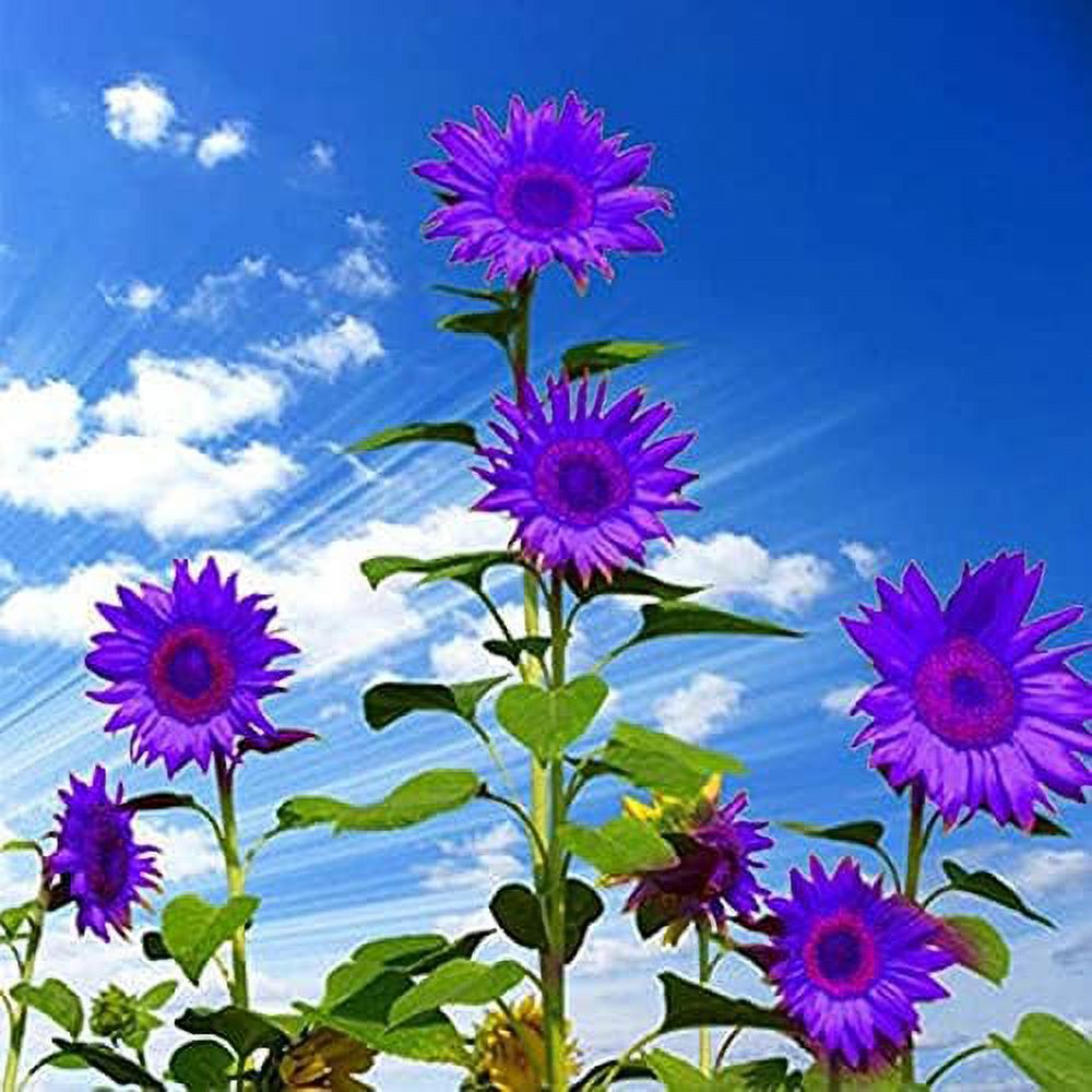 25 Rare Purple Sunflower Seeds for Planting Ornamental Sunflower Seeds