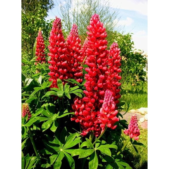 25 Red Flame Lupine Seeds Flower Perennial Flowers Hardy Seed 1027 US SELLER