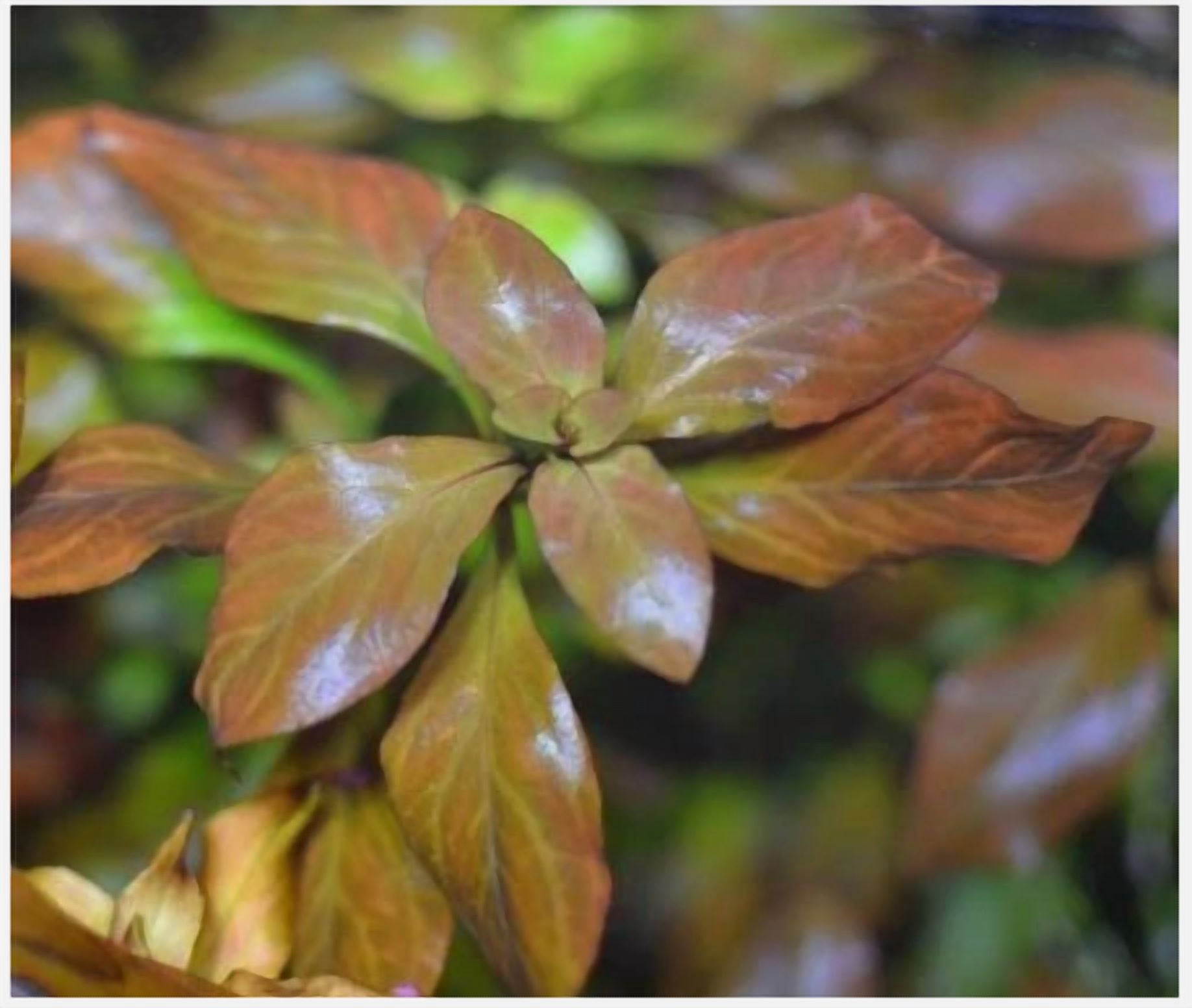 25 Red Ludwigia Live Aquarium Plants – Freshwater Bunch Stem Plants for Aquascaping