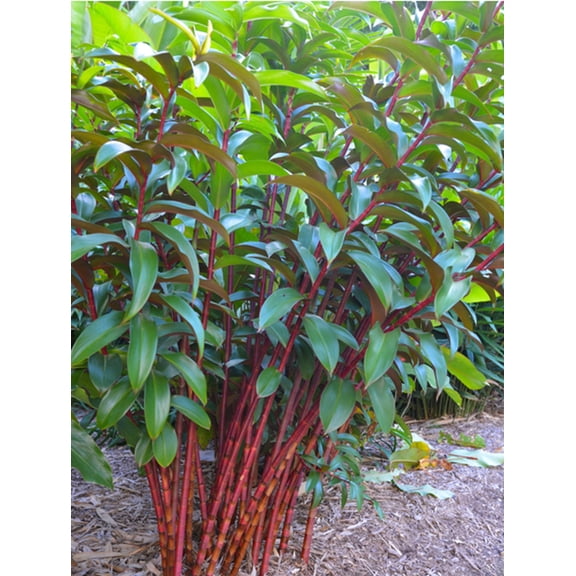 25 Red Stem Bamboo Seeds Fast-Growing Ornamental Bamboo for Privacy Screens & Exotic Landscaping Outdoor Garden & Large Pots