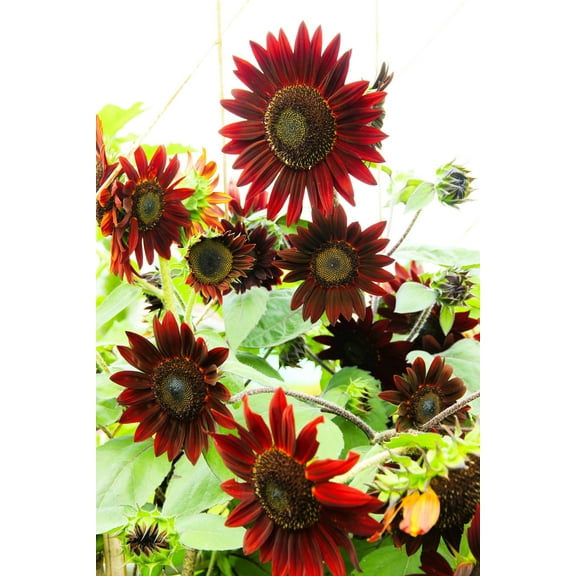 25 Red VELVET QUEEN SUNFLOWER Helianthus Annuus Flower Seeds