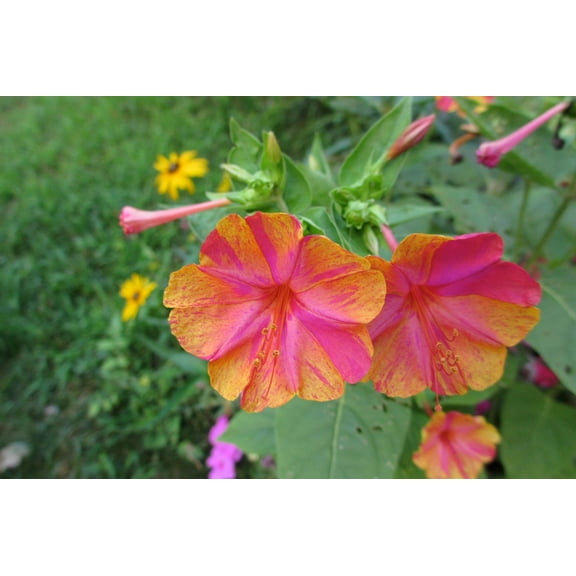 25 Reluctant Rebel Four O'clock Flowers Seeds