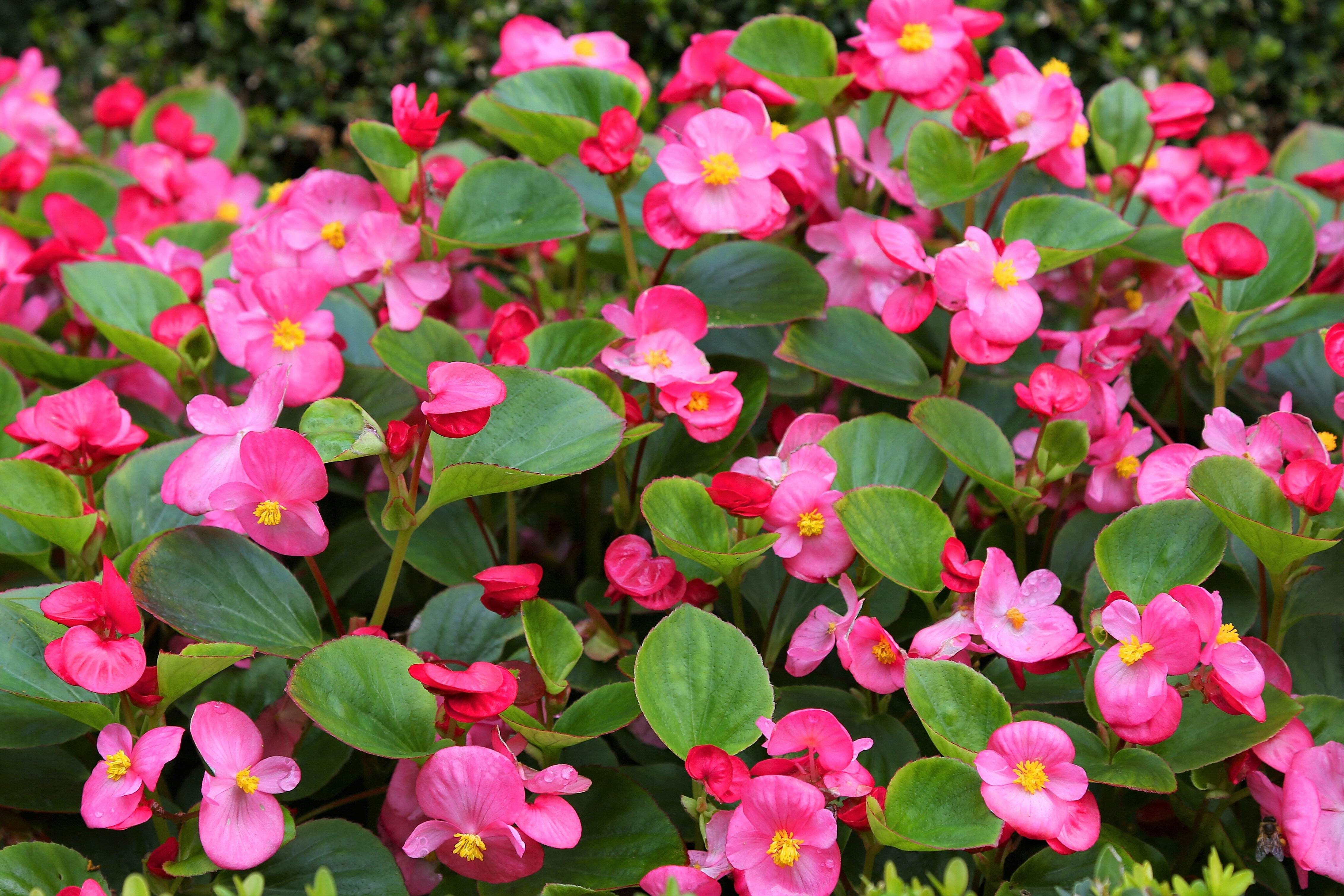 25 Rose PINK WAX BEGONIA Semperflorens Fibrous Shade Flower Seeds