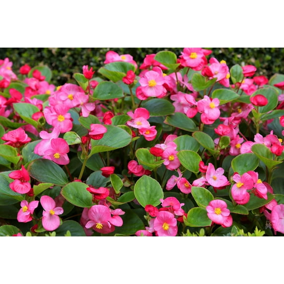 25 Rose PINK WAX BEGONIA Semperflorens Fibrous Shade Flower Seeds