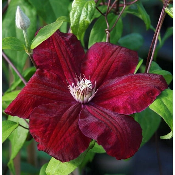 25 Rouge Clematis Seeds Climbing Perennial Vine Flower Trellis Pergola Garden Plant