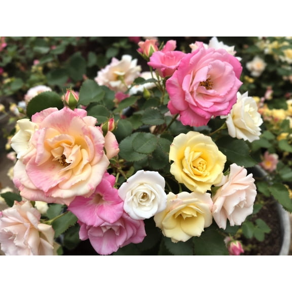 25 * SEEDS * Mixed Colors ANGEL WINGS Miniature ROSE Bush Mix Rosa Chinensis Flower Seeds