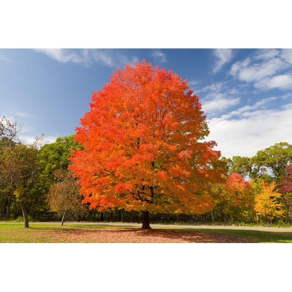 25 SUGAR MAPLE Syrup TREE Native Rock Fall Color Acer Saccharum Seeds