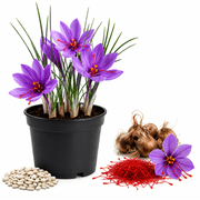 25 Saffron Seeds for Planting, Flower Saffron Crocus Seeds Rare Saffron Live for Outdoor Garden