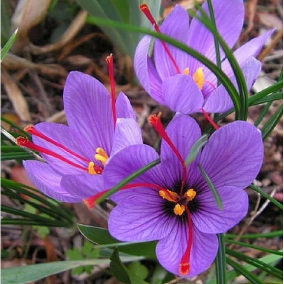25 Saffron Seeds for Planting - Purple Large Perennial Flower Saffron Crocus Seeds - Non-GMO
