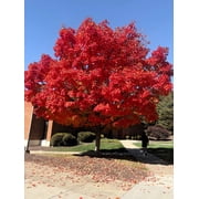 25 Scarlet CAROLINA RED MAPLE Tree Acer Rubrum Seeds