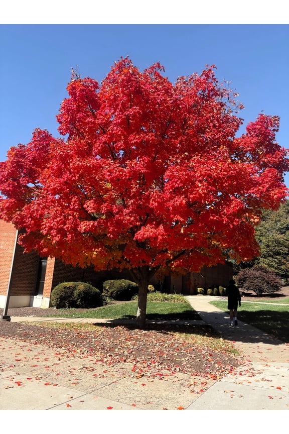 25 Scarlet CAROLINA RED MAPLE Tree Acer Rubrum Seeds