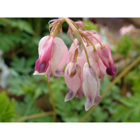 25 Baby Pink Bleeding Heart Seeds Shade Loving Perennial Flower Heart Shaped Garden Blooms