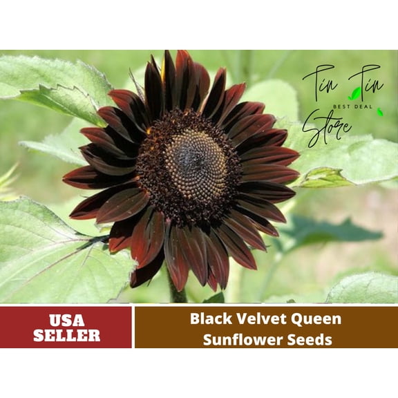 25+ Seeds-25-Velvet-Queen-Black-Sunflower-Seeds #E005-Authentic Seeds-Flowers-Seeds-Rose-Herb seeds-Vegetable Seeds-Mix Seeds for Plant-B3G1