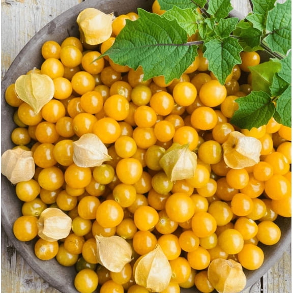 25 Seeds Aunt Molly's Ground Cherry Plant for Planting, Physalis Pruinosa Plant for Outdoor Garden, Easy To Grow