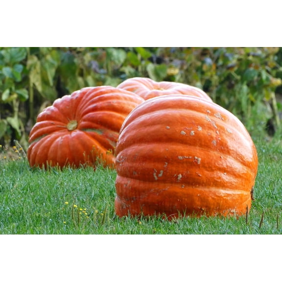 25 Seeds BIG MAX PUMPKIN Cucurbita Maxima Vegetable Seeds (Grow 100 pound pumpkins!)