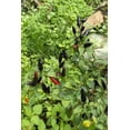 thumbnail image 1 of 25 Seeds BLACK HUNGARIAN PEPPER Capsicum Annuum Mildly Hot Vegetable Seeds, 1 of 8
