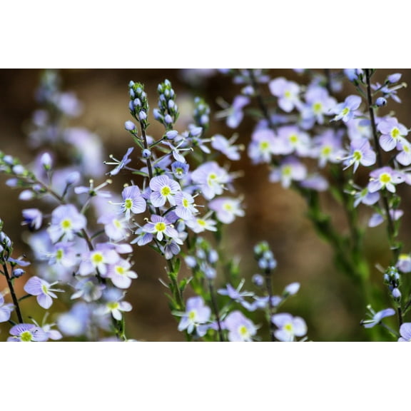 25 Seeds BLUE STREAK SPEEDWELL Veronica Gentianoides Flower Seeds
