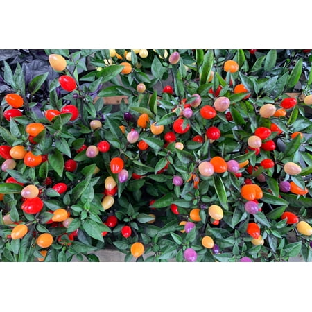 25 Seeds BOLIVIAN RAINBOW PEPPER Multi Colored Chili Capsicum Annuum Vegetable Seeds