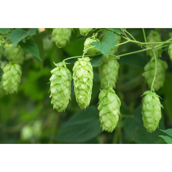 25 Seeds COMMON HOPS European Humulus Lupulus Vine Seeds Beer Making Ingredient Seeds