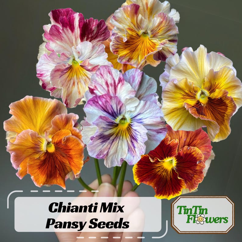 25 Seeds Chianti Mix Pansy - Cold and Draft Resistant - Self-Pollinating - Plant in Late Summer or Early Spring