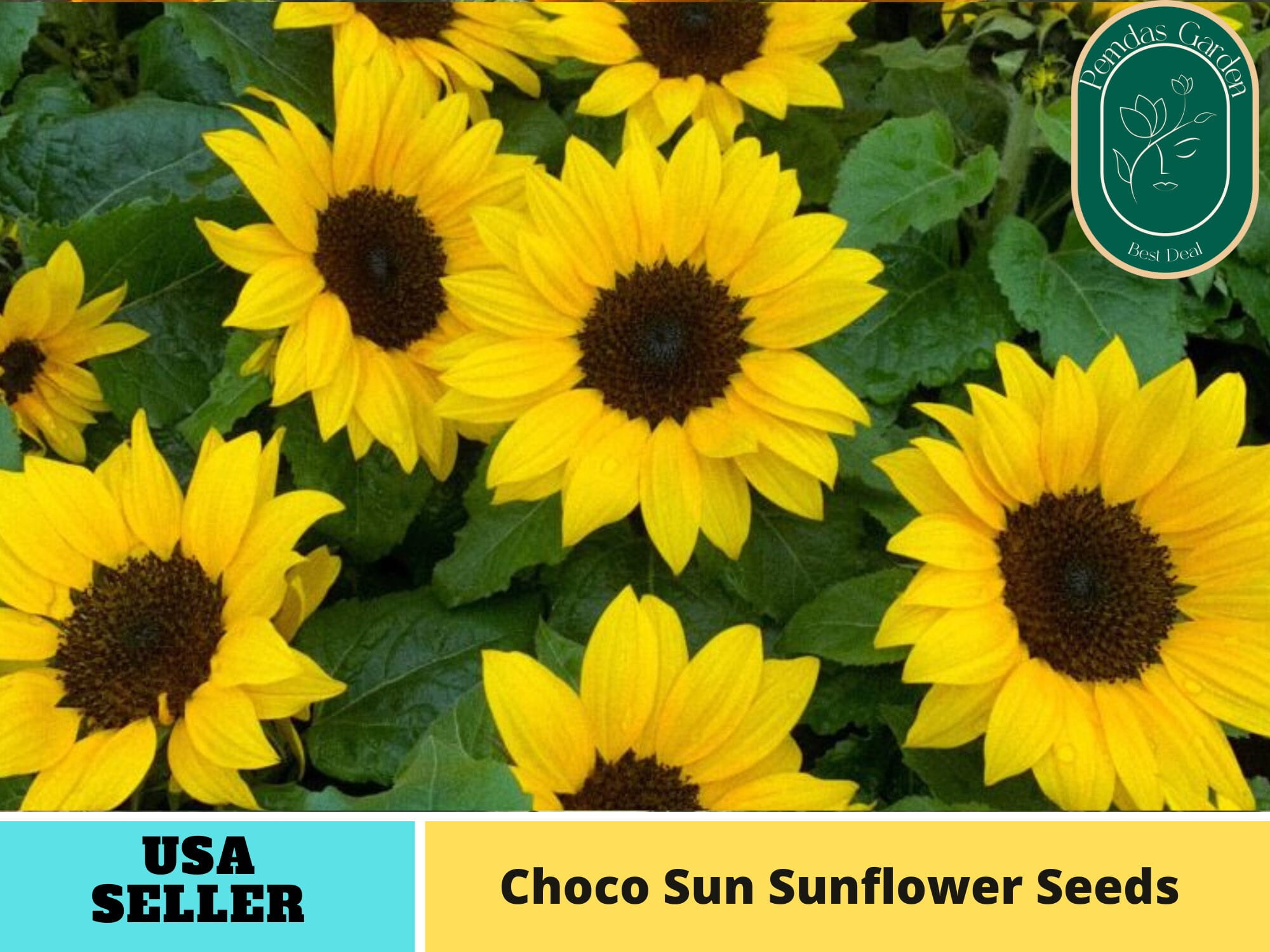 25+ SeedsChoco Sunflowers Seeds Authentic Seeds Perennial GMO Free