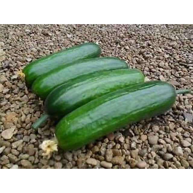25 Seeds Diva Cucumber Hybrid Easy Planting Vegetable Garden Pickling