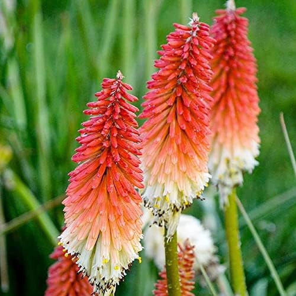 25 Seeds Dwarf Red Hot Pokers Seeds Torch Lily Flower, African Flame ...