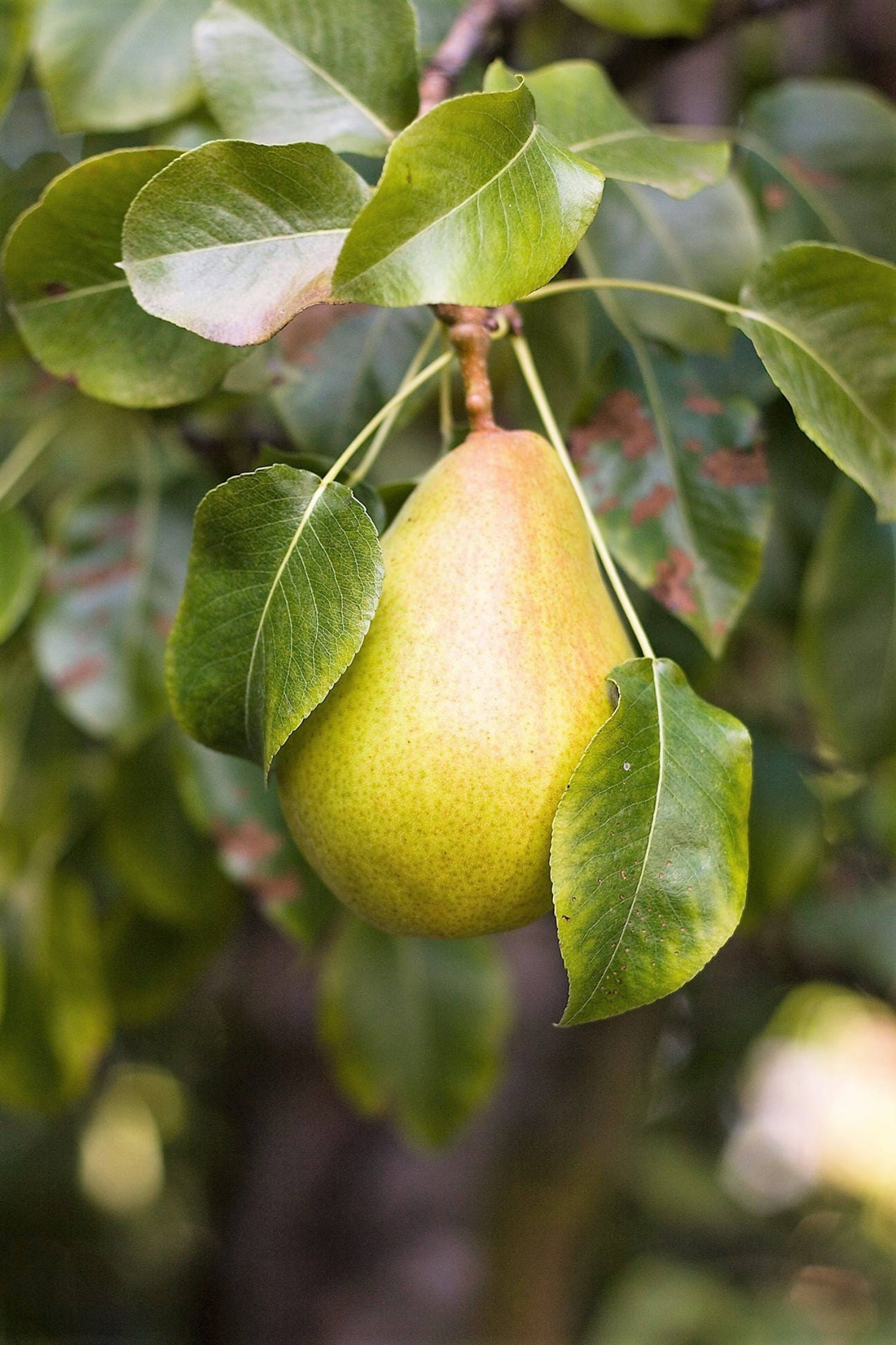 Pear Seeds