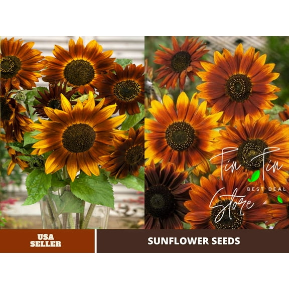 25+ Seeds-Earthwalker Sunflower Seeds For Planting #E032-Authentic Seeds-Flowers-Seeds-Rose seeds-Herb seeds-Vegetable Seeds-Mix Seeds- B3G1