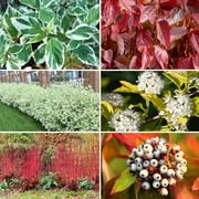 25 Seeds FIRE and ICE DOGWOOD Cornus Alba Shrub Tree Variegated Red Bark White Berry & Flower Seeds