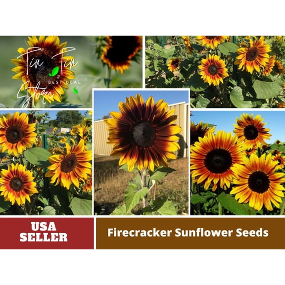25+ Seeds-Firecracker Sunflower Seed #E023- Authentic Seeds-Flowers-Seeds-Rose seeds-Herb seeds-Vegetable Seeds-Mix Seeds for Plant- B3G1