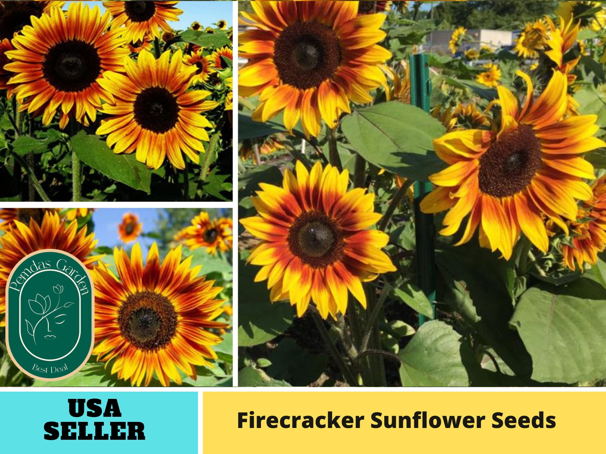 25+ Seeds| Firecracker Sunflowers Seeds,HerbSeeds