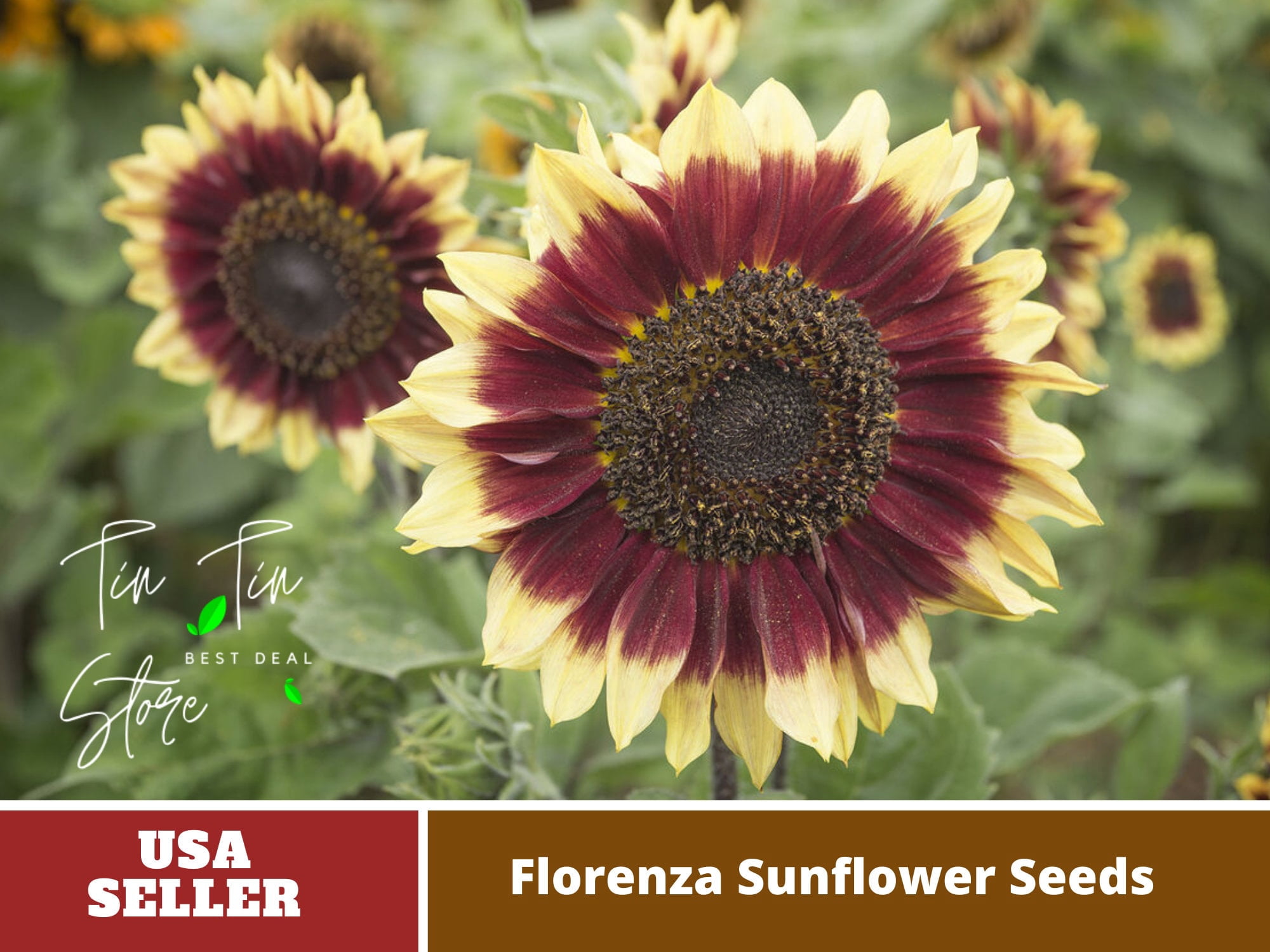 PemdasGarden Florenza Sunflower Seed