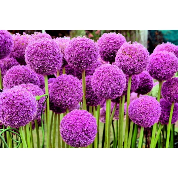 25 Seeds GIANT ALLIUM Allium Giganteum Purple Globe Flower Seeds