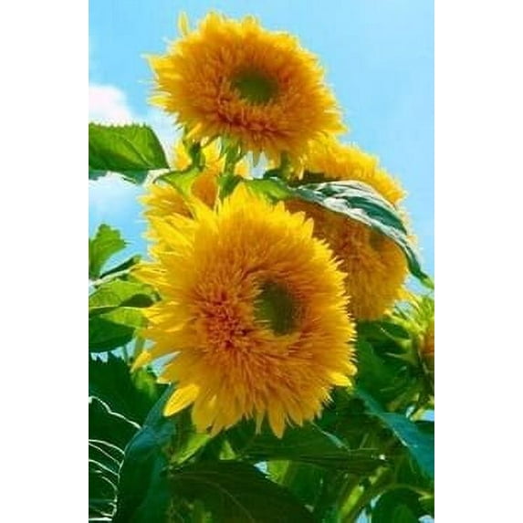 25+ Seeds|Gummy Bear Sunflowers Seeds - Authentic Seeds - Perennial~ GMO Free ~~Flower seeds ~ Asian Garden~ Herbs B5G1#E010