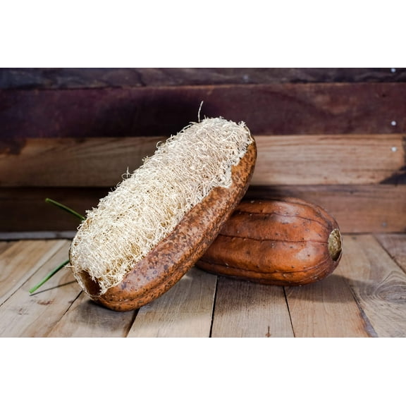 25 Seeds LUFFA SPONGE GOURD (Vegetable Sponge / Smooth Luffa / Sponge Loofa / Climbing Okra / Dishrag Gourd) Luffa Cylindrica Vine Seeds