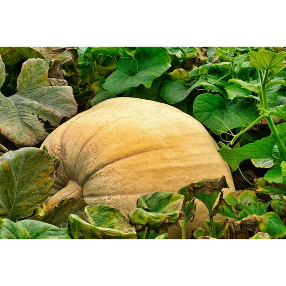 25 Seeds MAMMOTH GOLD PUMPKIN Cucurbita Maxima Carving Pie Vegetable Seeds