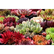 25 * Seeds MIXED HENS & CHICKS Chickens Succulent Sempervivum Flower