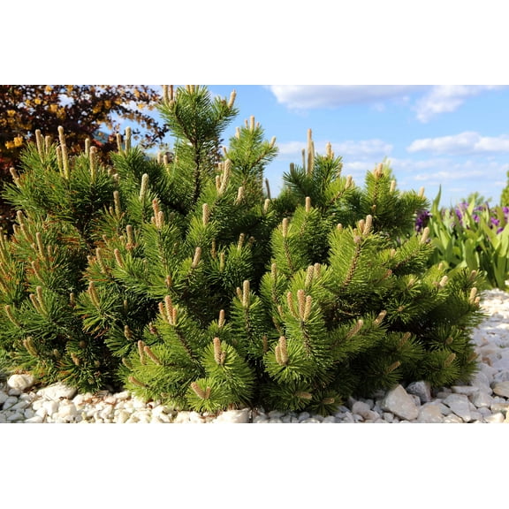 25 Seeds MUGO PINE Dwarf Evergreen Pinus Pumilio Shrub Seeds