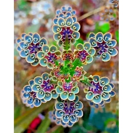 25 Seeds Mother Of Millions for Planting, Kalanchoe Tubiflora Seeds for Home Garden