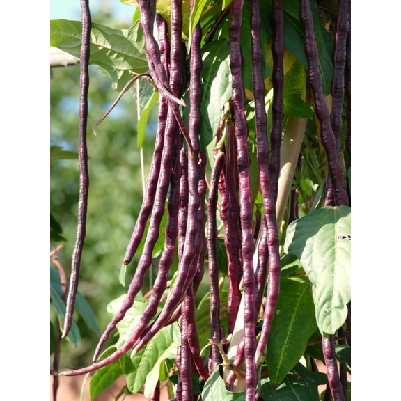25 Seeds RED NOODLE BEAN Yard Long Asparagus Bean Chinese Phaseolus Vulgaris Legume Vegetable Seeds
