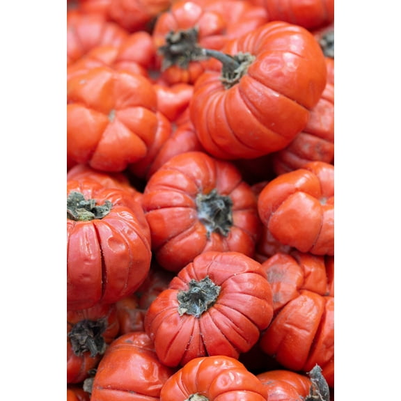 25 Seeds RUFFLED RED EGGPLANT Pumpkin On A Stick Edible & Ornamental Solanum Melongena Seeds