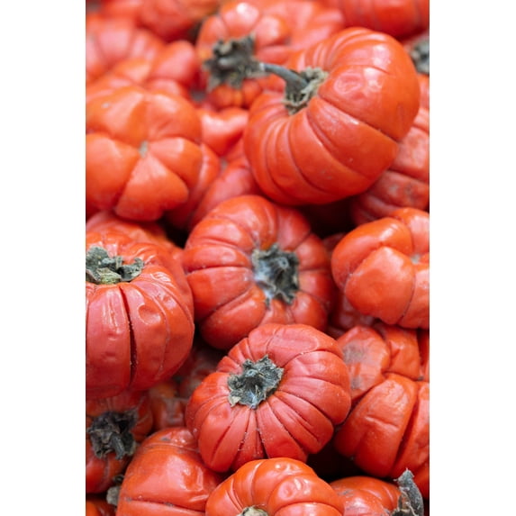 25 Seeds RUFFLED RED EGGPLANT Pumpkin On A Stick Edible & Ornamental Solanum Melongena Seeds