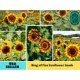 thumbnail image 1 of 25+ Seeds| Ring of Fire Sunflowers Seeds - Authentic Seeds - Perennial~ GMO Free ~~Flower seeds ~ Asian Garden~ B5G1#E017, 1 of 5