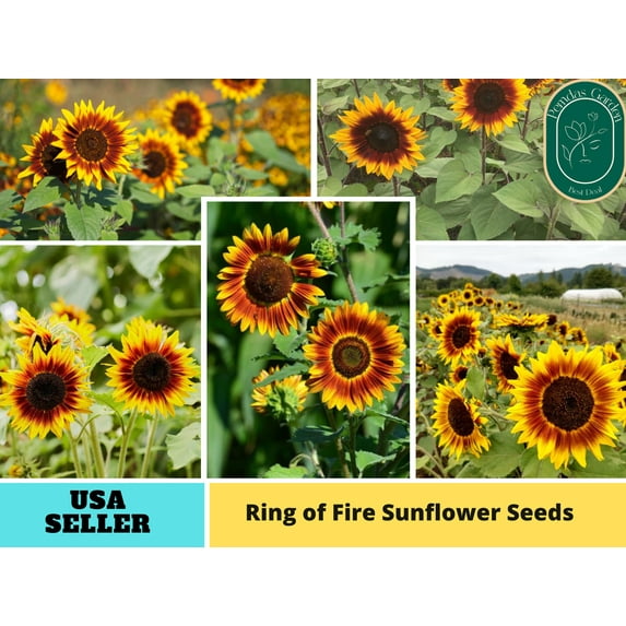 25+ Seeds| Ring of Fire Sunflowers Seeds - Authentic Seeds - Perennial~ GMO Free ~~Flower seeds ~ Asian Garden~ B5G1#E017
