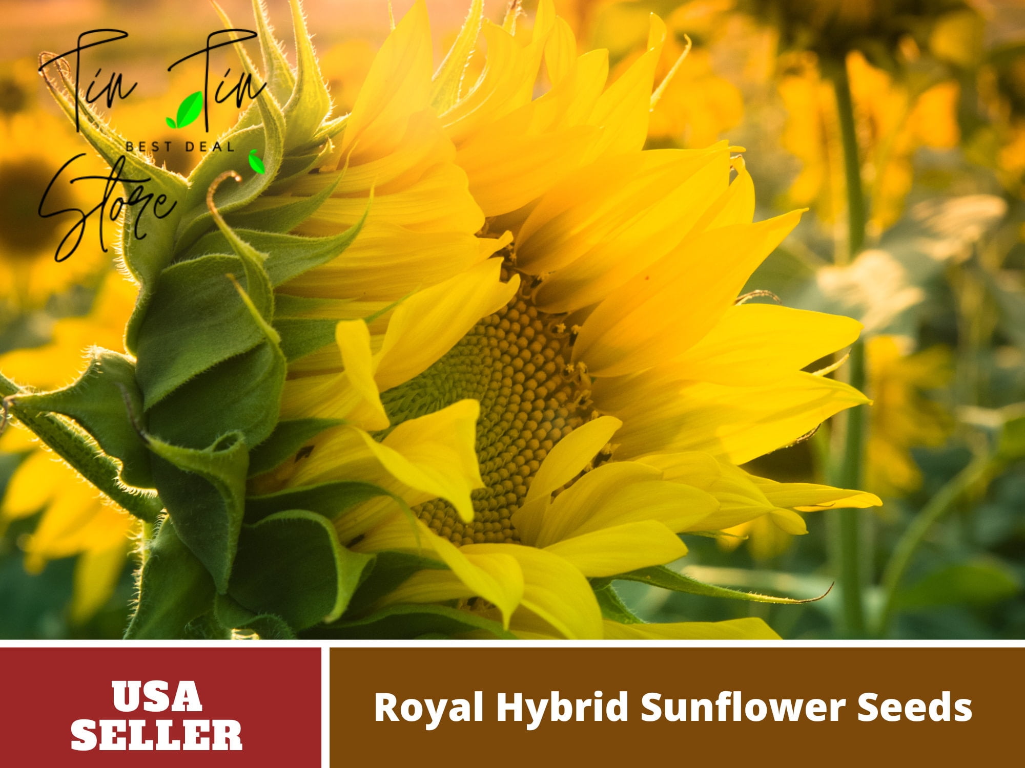 25+ Seeds| Royal Hybrid 1121 Sunflower Seed #E012-Authentic