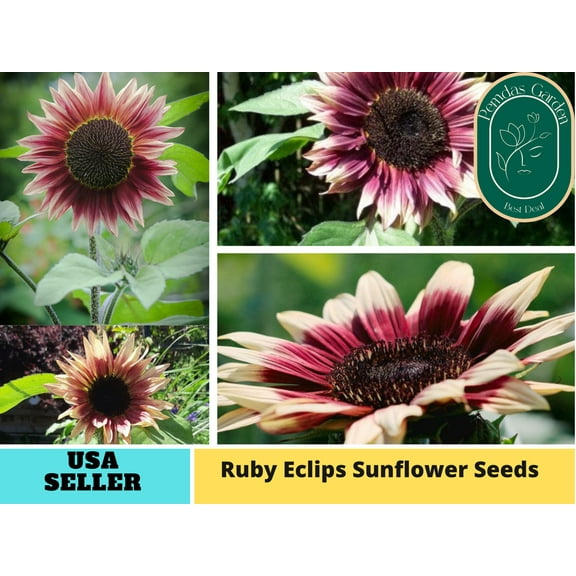 25+ Seeds|Ruby Eclipse Sunflowers Seeds - Authentic Seeds - Perennial~ GMO Free ~~Flower seeds ~ Asian Garden~ Herbs B5G1#E002